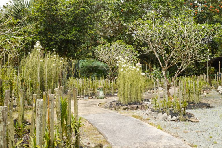 How to Start a Career in Landscape Design – A Step-by-Step Guide